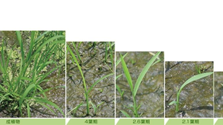 葉期～成植物