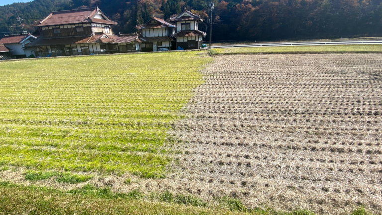 1ヶ月経過したプリグロックスLとアグリ革命アクアの混用散布区
