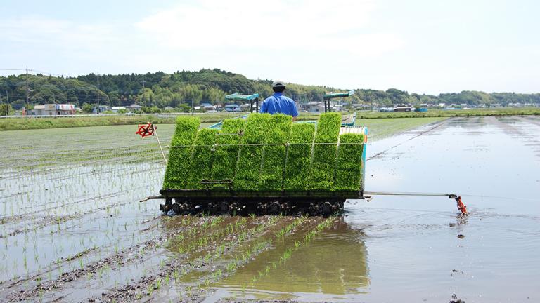 田植え