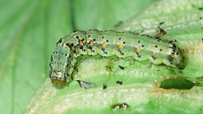 知ろう！食入する厄介なオオタバコガ編ー農家の常備薬 アファームの特長