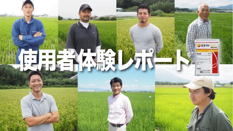 水稲育苗箱用灌注処理剤「ミネクトスター顆粒水和剤」使用実感レポート
