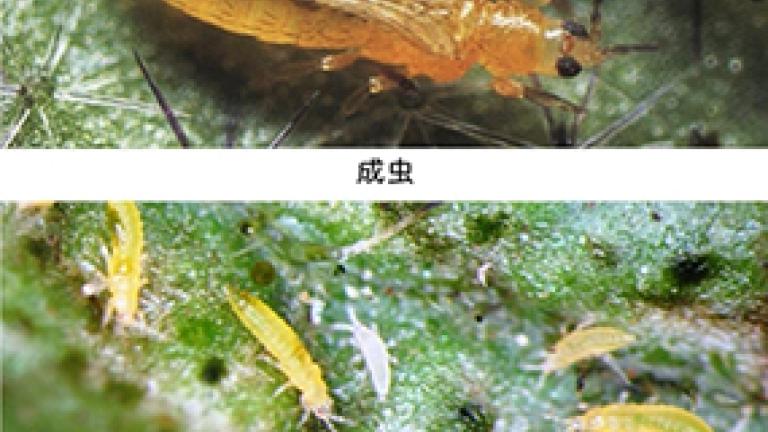 ミナミキイロアザミウマ