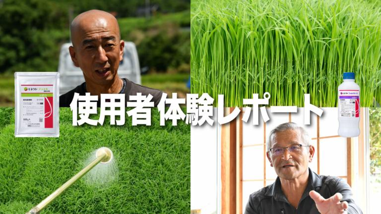 水稲育苗箱用灌注処理剤「ミネクトシリーズ」使用実感レポート（広島県・島根県）