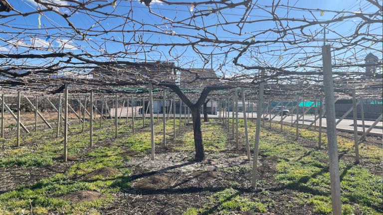 休眠期の除草で春先の雑草量を抑え、作業の効率化、病害虫防除。除草剤による下草管理は不可欠です。-タッチダウンIQ・プリグロックスL-