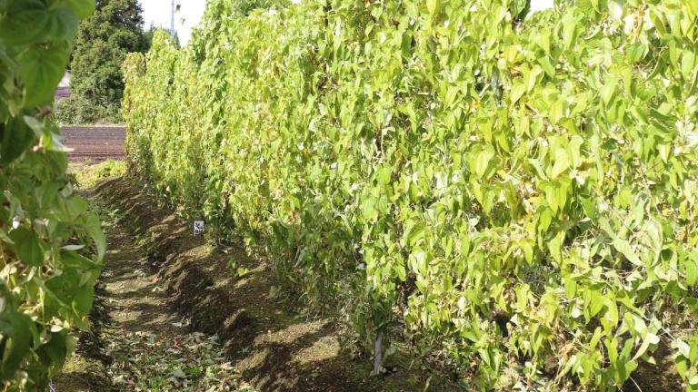 ユニフォーム粒剤_試験区_青森県産業技術センター 野菜研究所