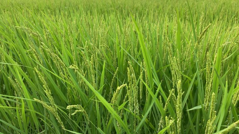 三重県多気郡明和町の（株）ヤマヨ組　圃場画像