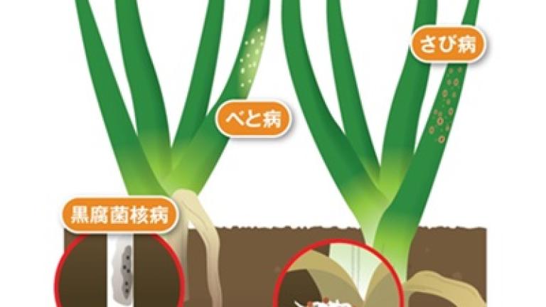 ユニフォーム粒剤の適用病害イメージ