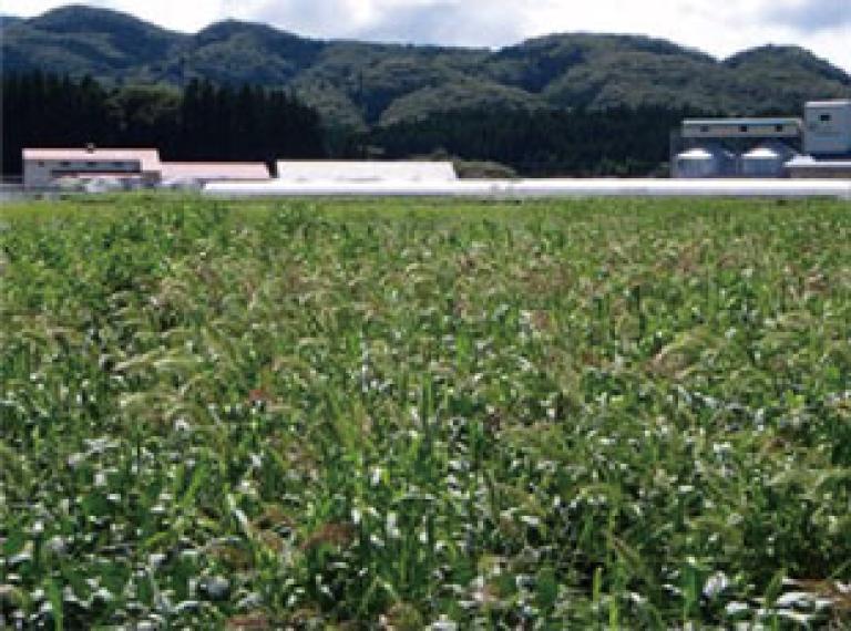 ノビエが多発しているダイズ圃場