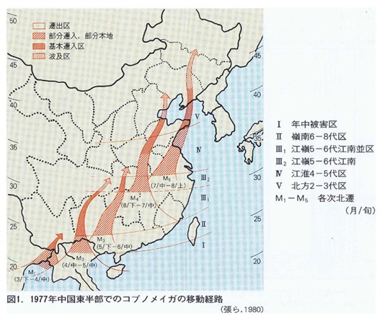 1977年中国東半部でのコブノメイガ移動経路