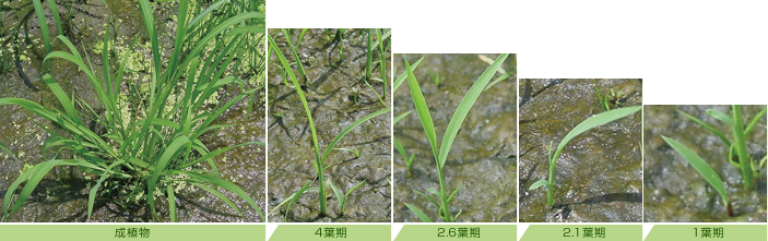 葉期～成植物