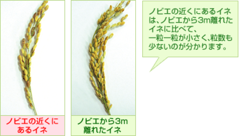ノビエの近くにあるイネ、ノビエから3ｍ離れたイネ