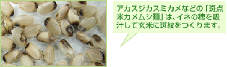 アカスジカスミカメ