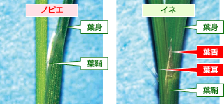 ノビエ、ヒエ