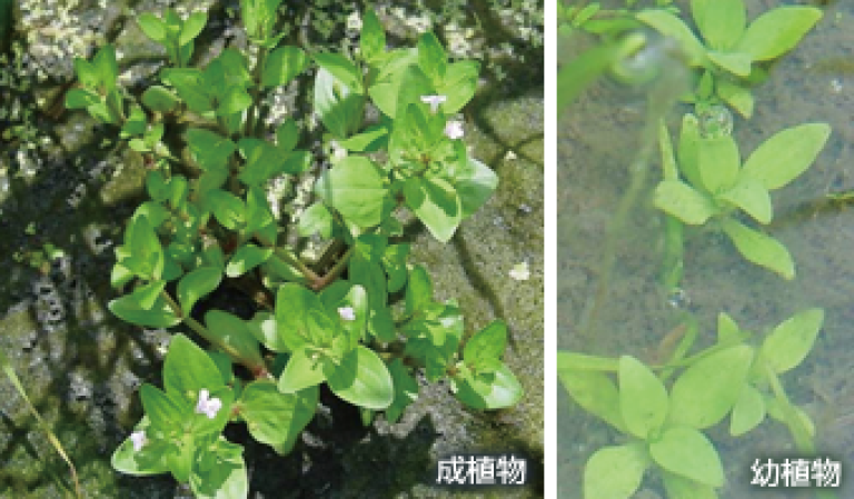 アゼナ　（広葉雑草）