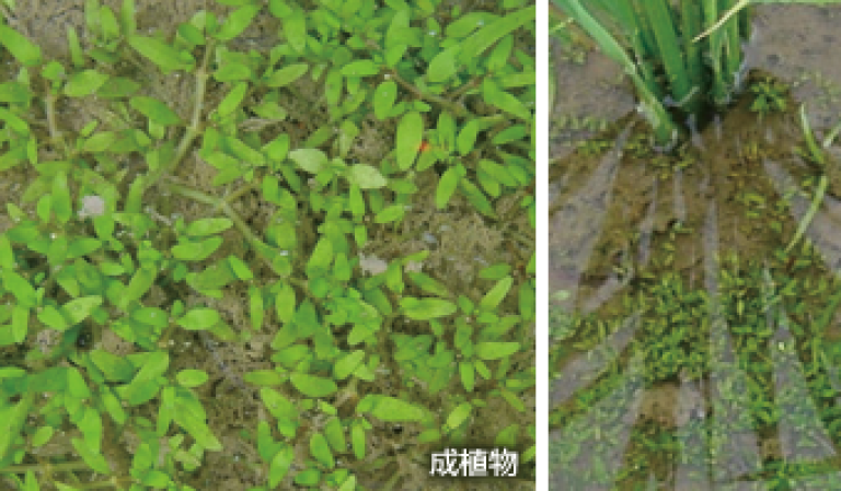 ミゾハコベ（広葉雑草）