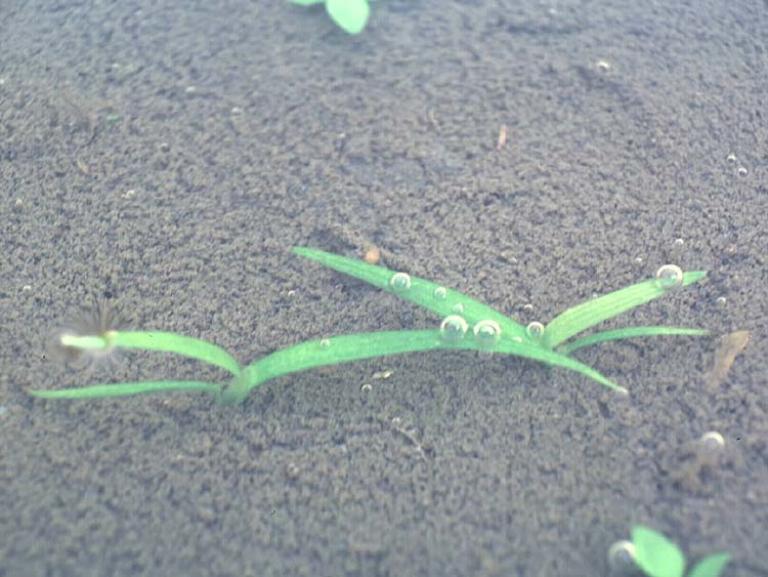 コナギ幼植物