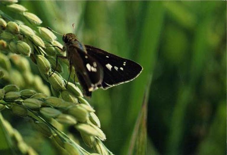 イチモンジセセリの成虫
