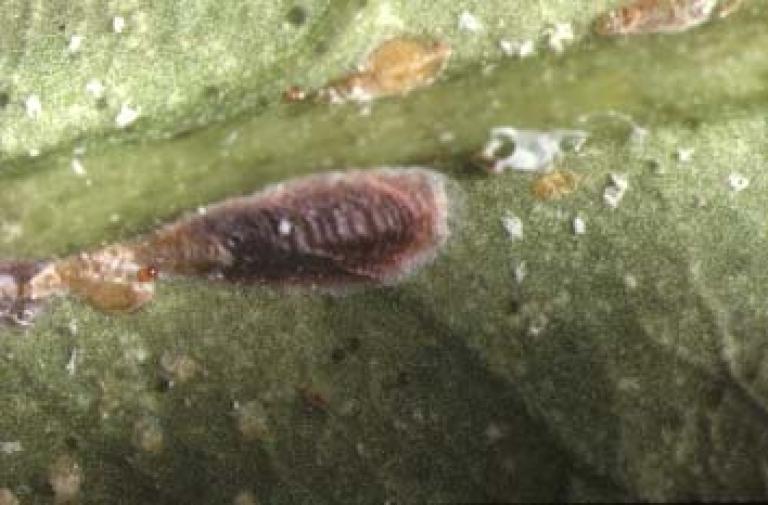 ヤノネカイガラムシのメス成虫（介殻）