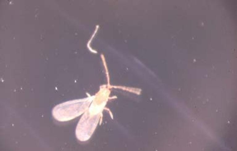 ヤノネカイガラムシのオス成虫