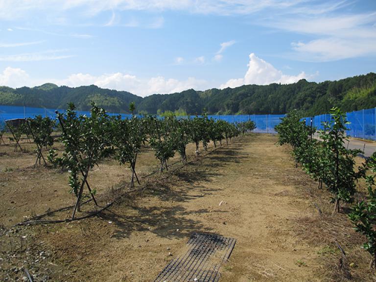 静岡県農林技術研究所 果樹研究センター 試験圃場