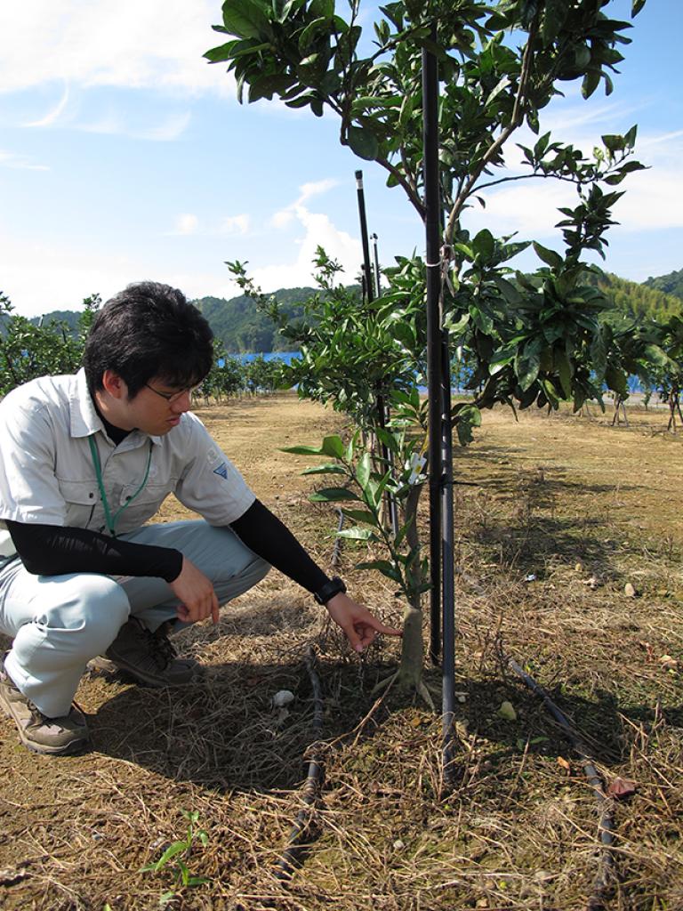垣根型の樹は台木を高接ぎして仕立てる