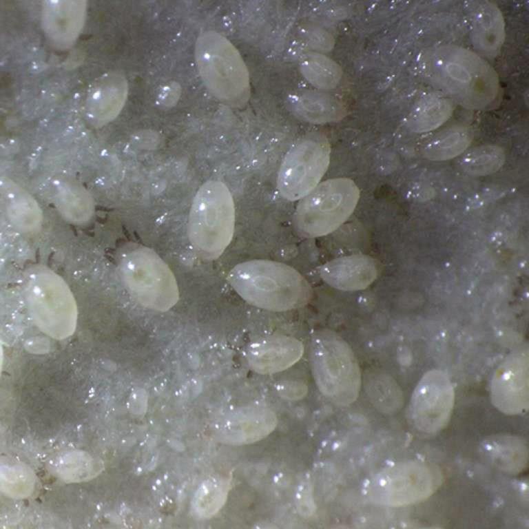 ロビンネダニ防除では耕種的防除も重要