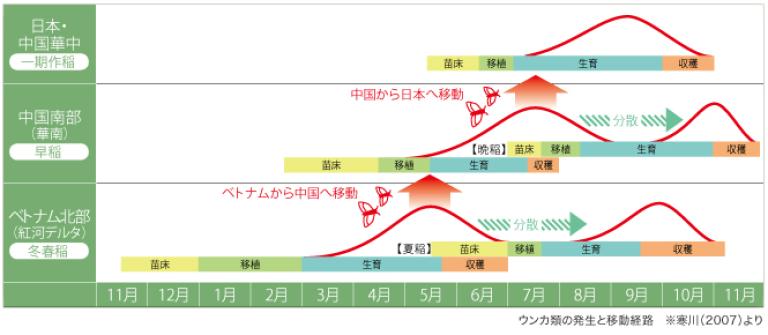 ウンカ類の発生と移動経路