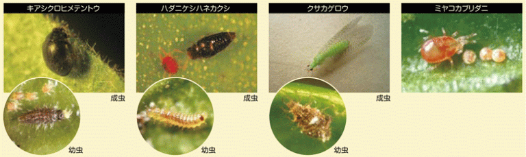 ミカンハダニを攻撃する天敵（左からキアシクロヒメテントウ/ハダニケシハネカクシ/クサカゲロウ/ミヤコカブリダニ）