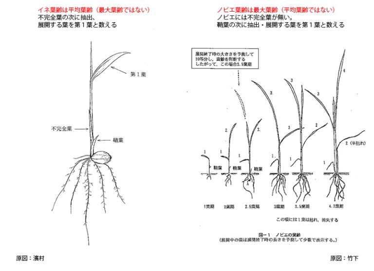 稲葉齢、ノビエ葉齢の数え方