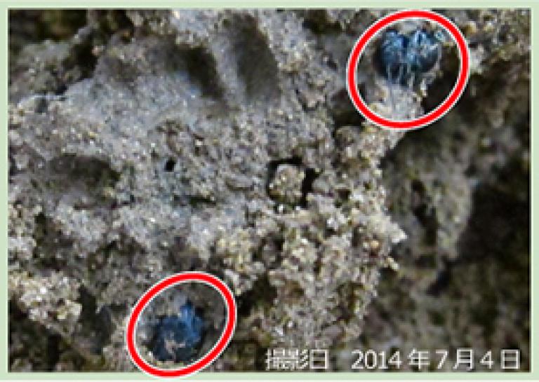 土中で休眠中のコガタルリハムシの成虫