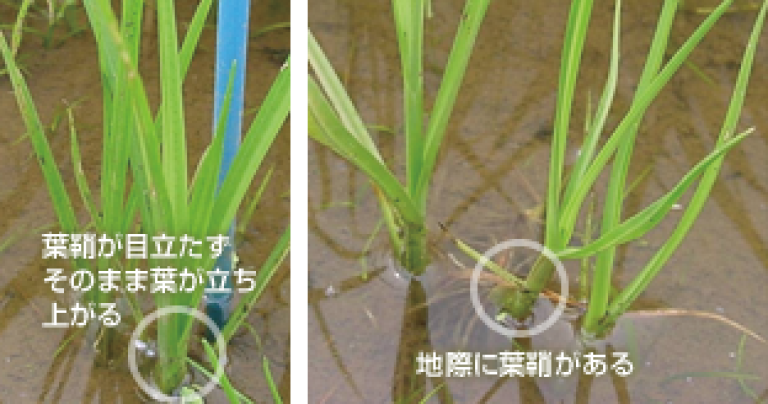 「ミズガヤツリ」と「コウキヤガラ 」