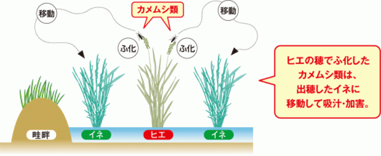 カメムシ類の加害
