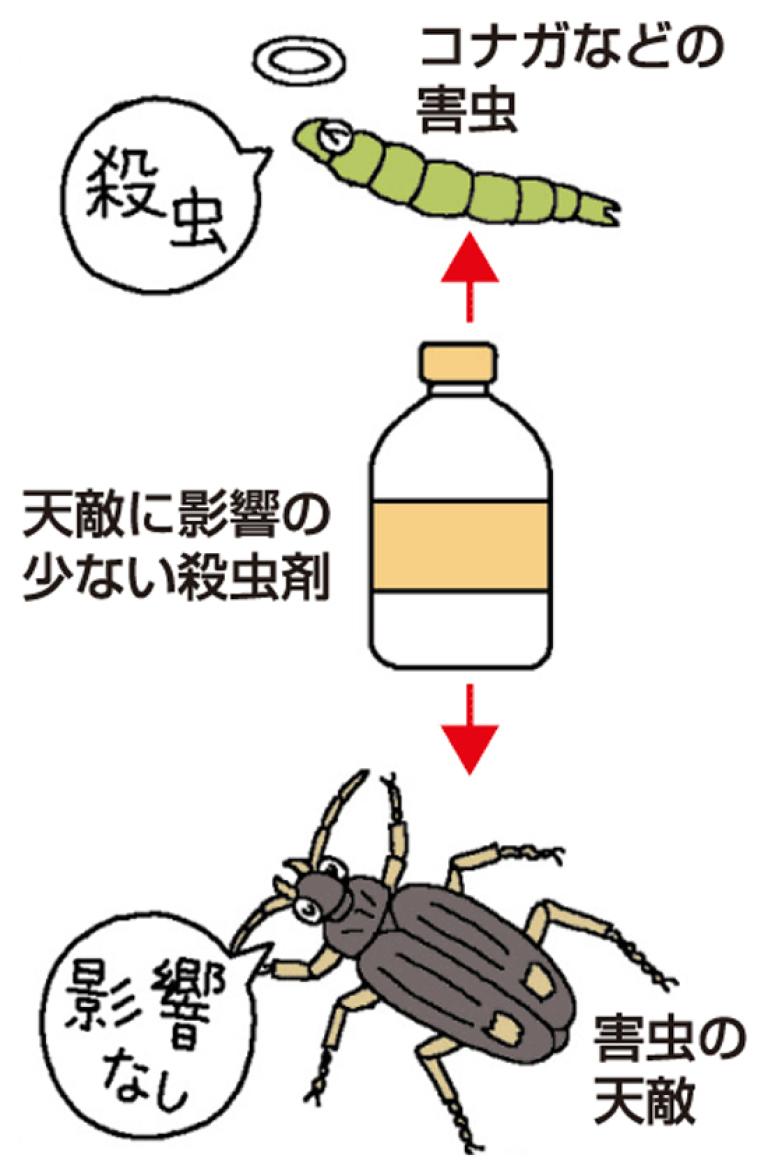 天敵に影響の少ない殺虫剤の使用