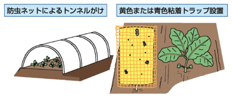 物理的防除 黄色または青色粘着トラップ設置防虫ネットによるトンネルがけ