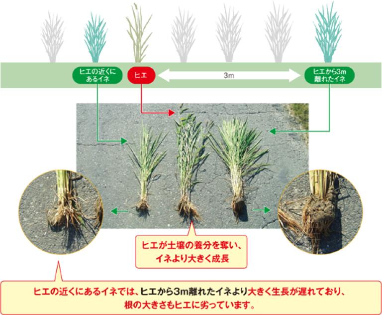 ヒエが稲の生育に与える影響