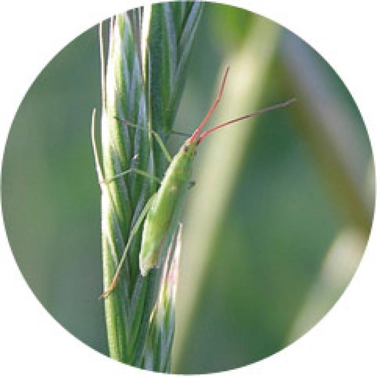アカヒゲホソミドリカスミカメ成虫