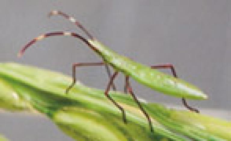 クモヘリカメムシ幼虫