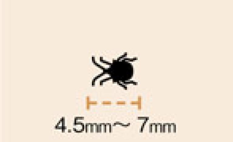 トゲシラホシカメムシの体長