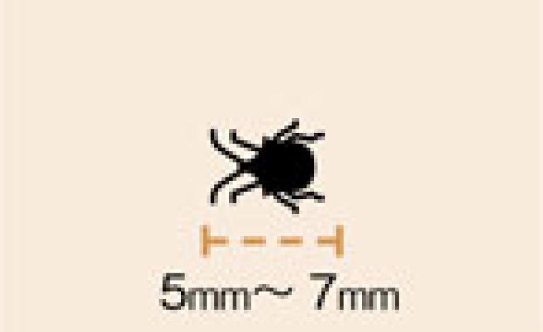 オオトゲシラホシカメムシの体長