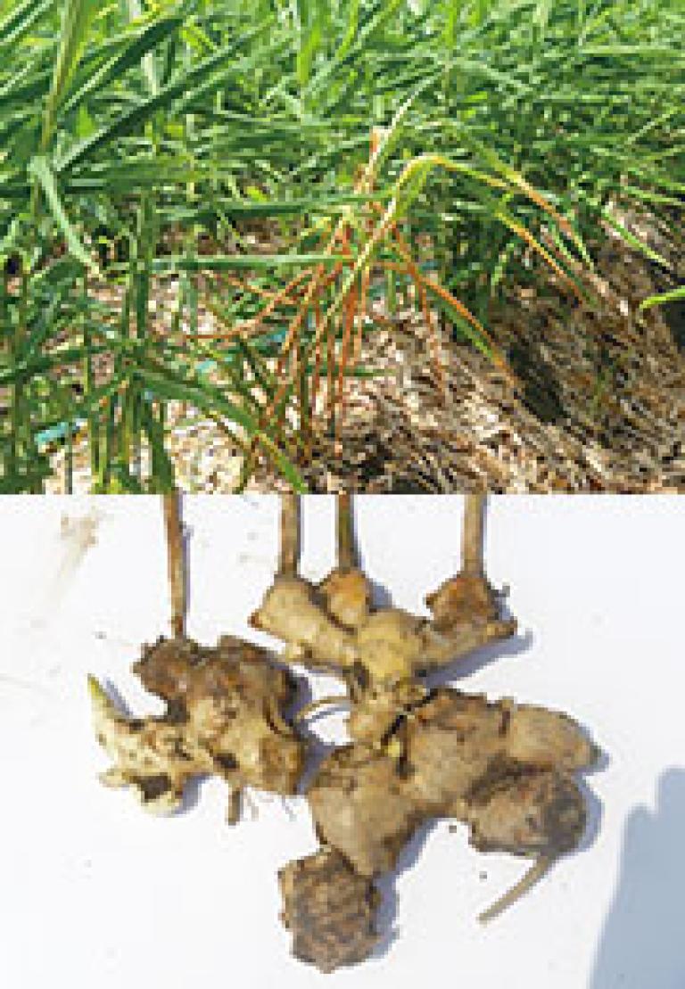 根茎腐敗病