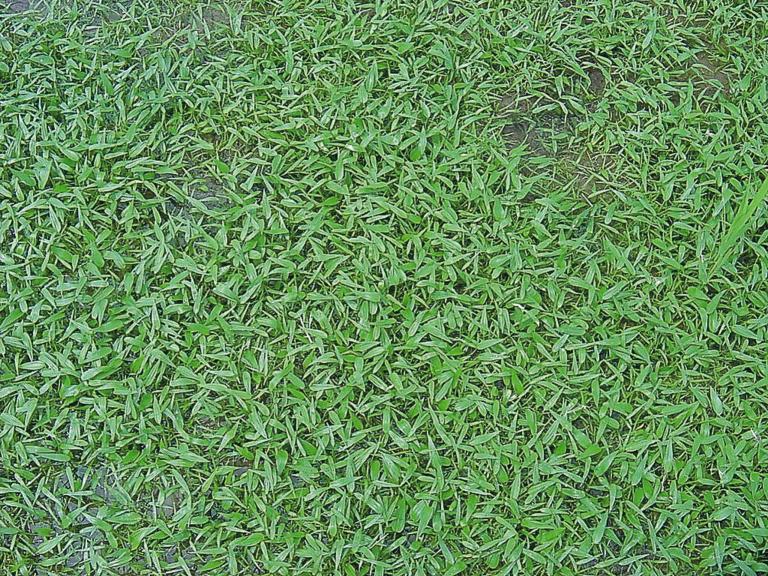 水田雑草の一例 コナギ
