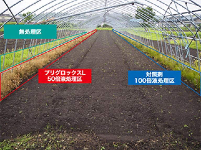 撮影日：2019年7月12日(散布3日後)