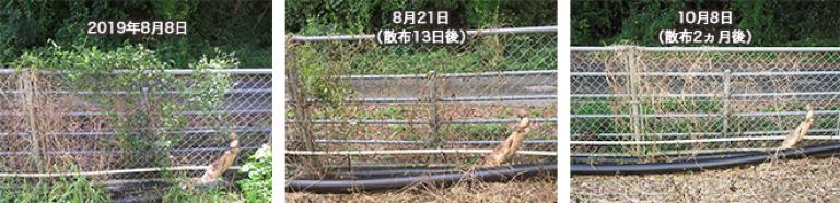 ドローンによる散布