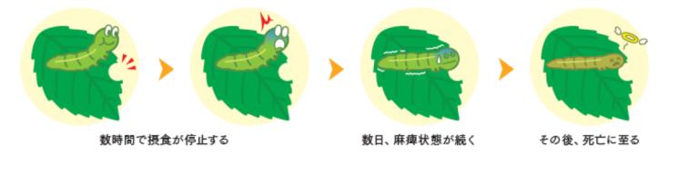 ファイントリムDFの効果発現の特徴