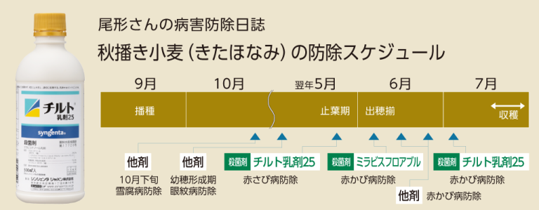 チルト乳剤25を使った「小麦」の赤さび病・赤かび病の防除スケジュール