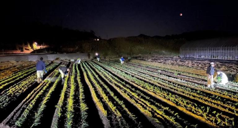 実習圃場での管理作業風景。営農担当者一人ひとりが一生産者として作業に取り組む
