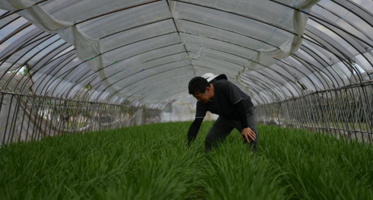 収穫期を迎えたにら圃場。2022年は生育が順調で収穫のサイクルが早くなっているそう