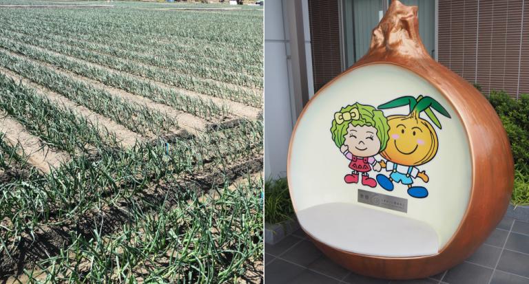 収穫に向けて生育する淡路島のたまねぎの圃場（左）とJAあわじ島のキャラクター「たまねぎサンちゃん」と「レタス サラちゃん」のたまねぎ型ベンチ（右）