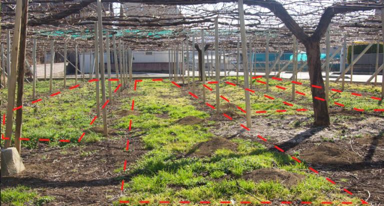 赤枠の草地の箇所は乗用草刈機の処理跡、その他をタッチダウンiQでの除草跡