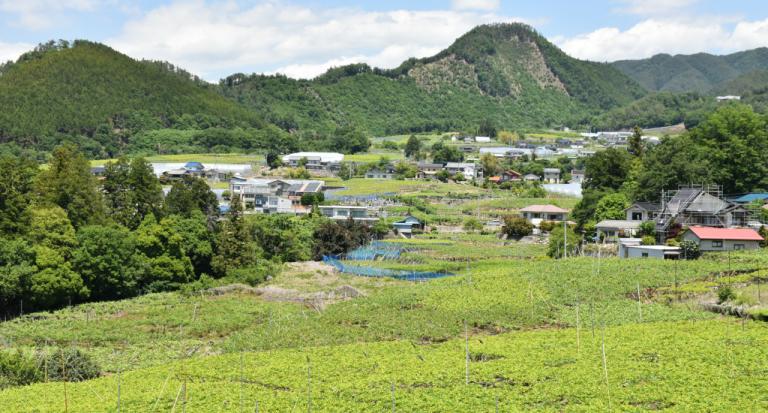 JAフルーツ山梨管内のぶどう圃場が広がる風景